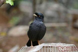 搞笑八哥爆料视频大全集,爆笑集结！搞笑八哥视频大全集笑料盘点